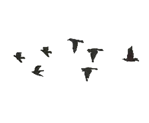 crows-flying
